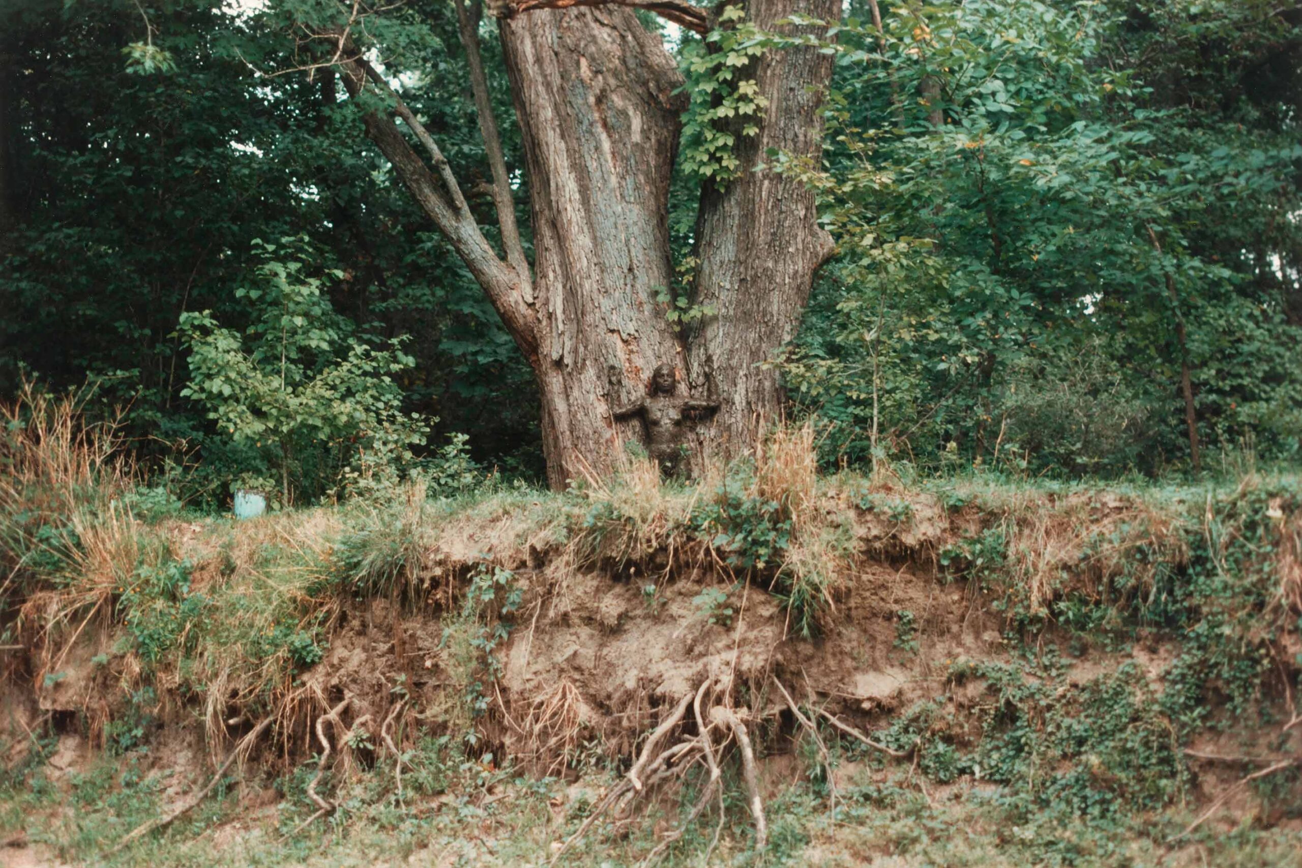 Ana Mendieta: The Tree of Life