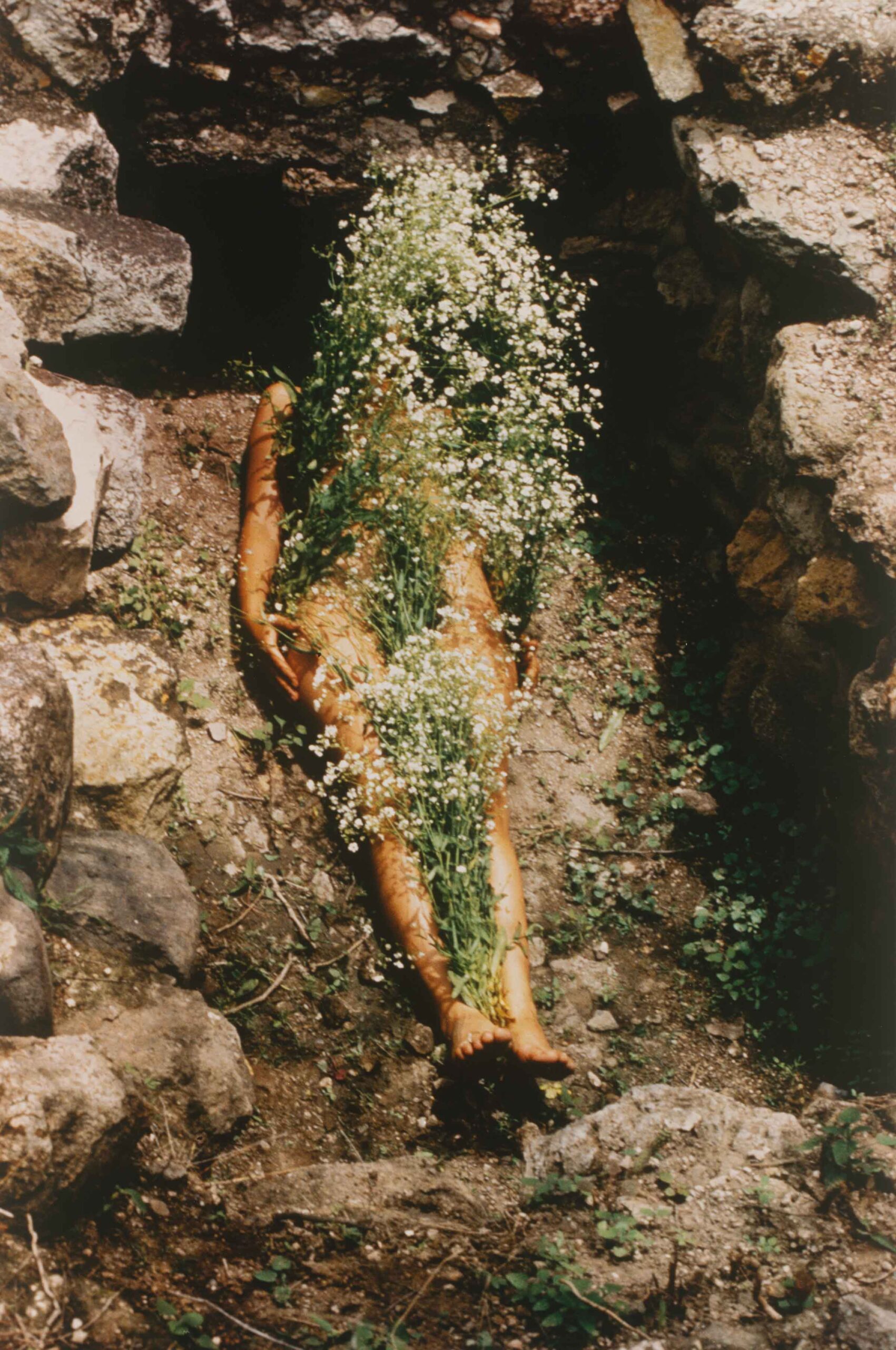 Ana Mendieta: The Tree of Life