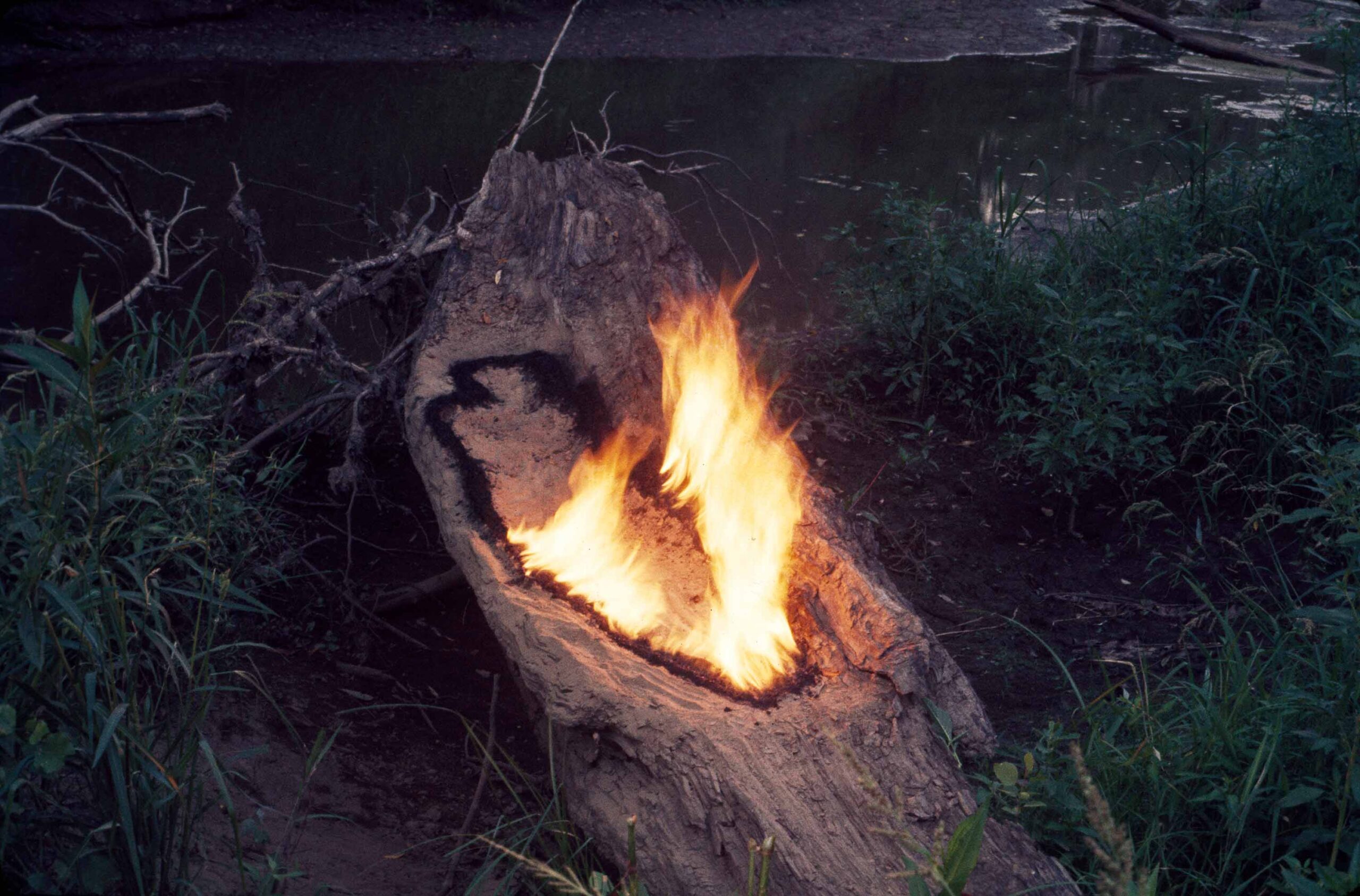 Ana Mendieta: The Tree of Life