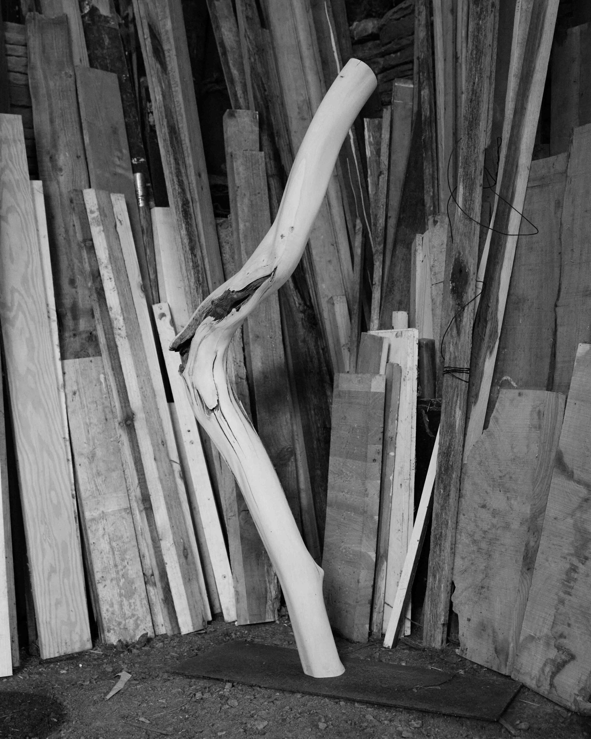 Wycliffe Stutchbury: The Inner Stories of Trees